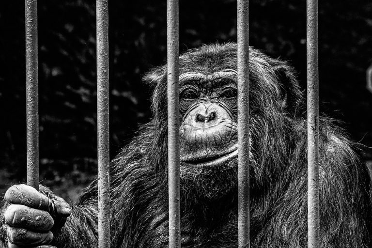 gita allo zoo diseducativa